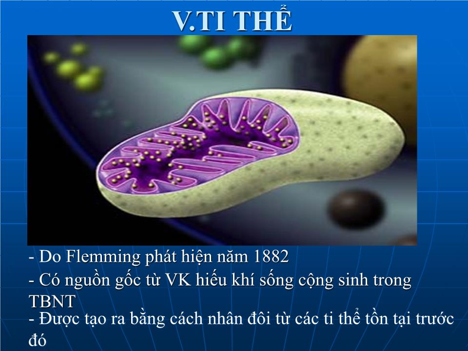 Bài giảng Sinh học Lớp 10 - Bài 15: Tế bào nhân thực (Tiếp theo) trang 6