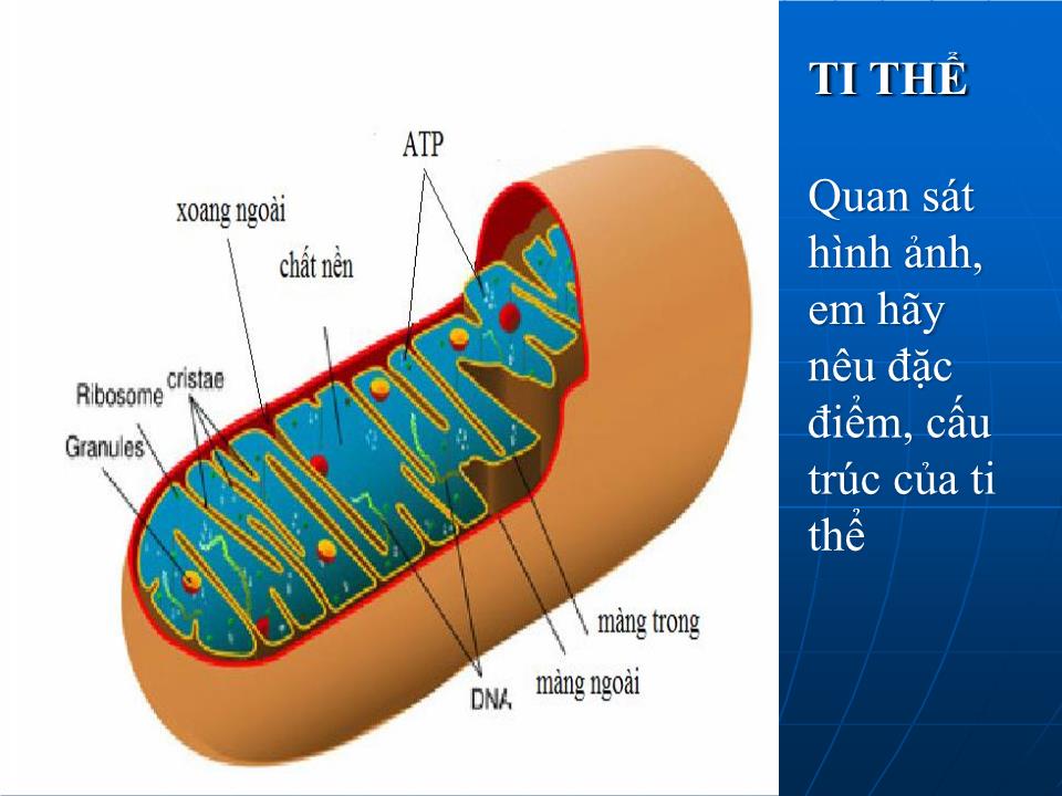 Bài giảng Sinh học Lớp 10 - Bài 15: Tế bào nhân thực (Tiếp theo) trang 7