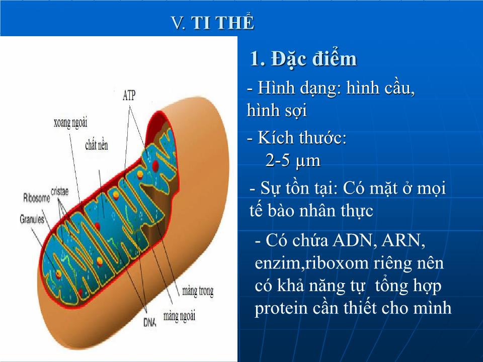 Bài giảng Sinh học Lớp 10 - Bài 15: Tế bào nhân thực (Tiếp theo) trang 8