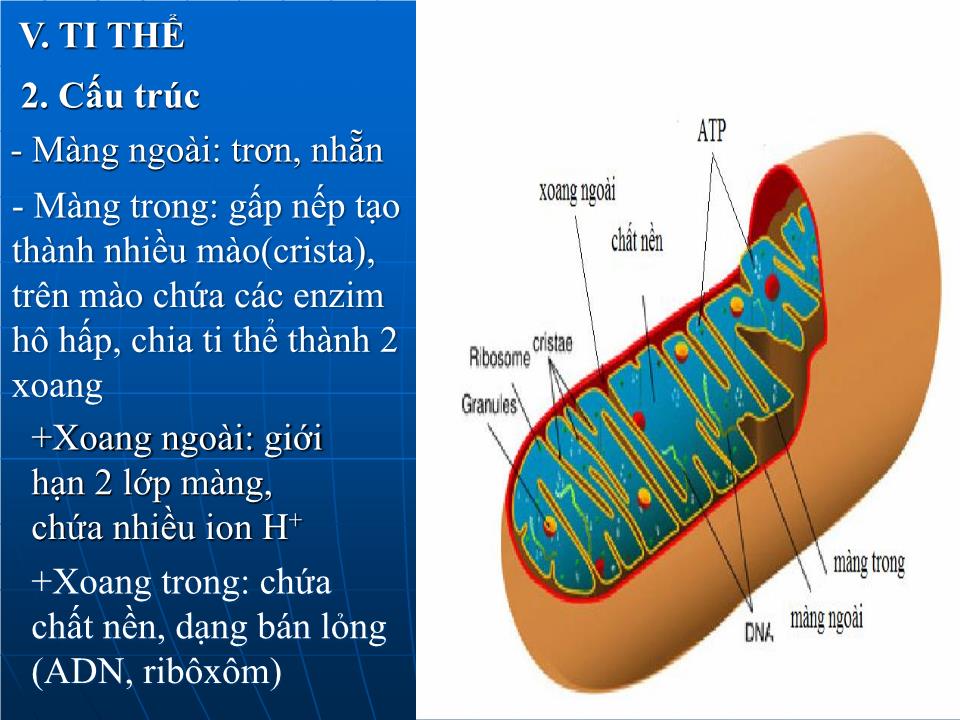 Bài giảng Sinh học Lớp 10 - Bài 15: Tế bào nhân thực (Tiếp theo) trang 9