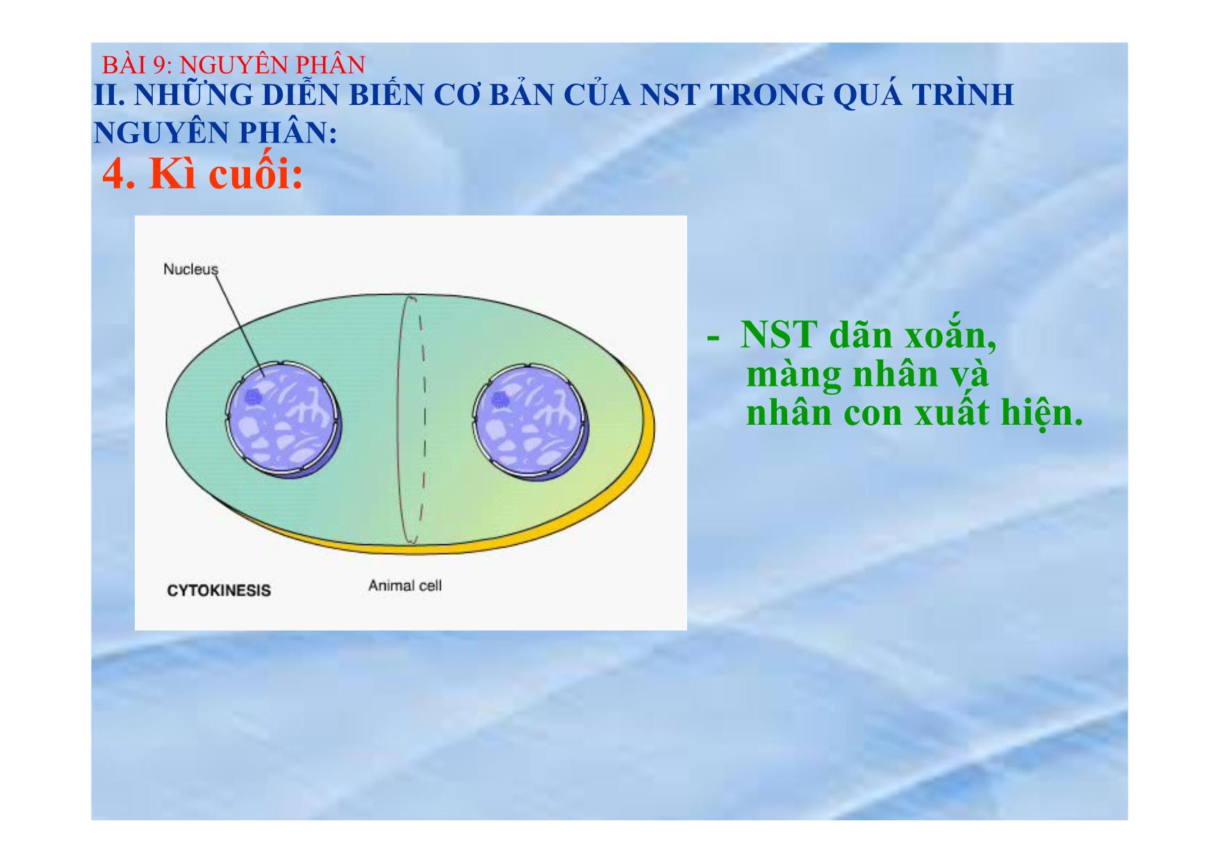 Bài giảng Sinh học Lớp 9 - Bài 9: Nguyên phân trang 10