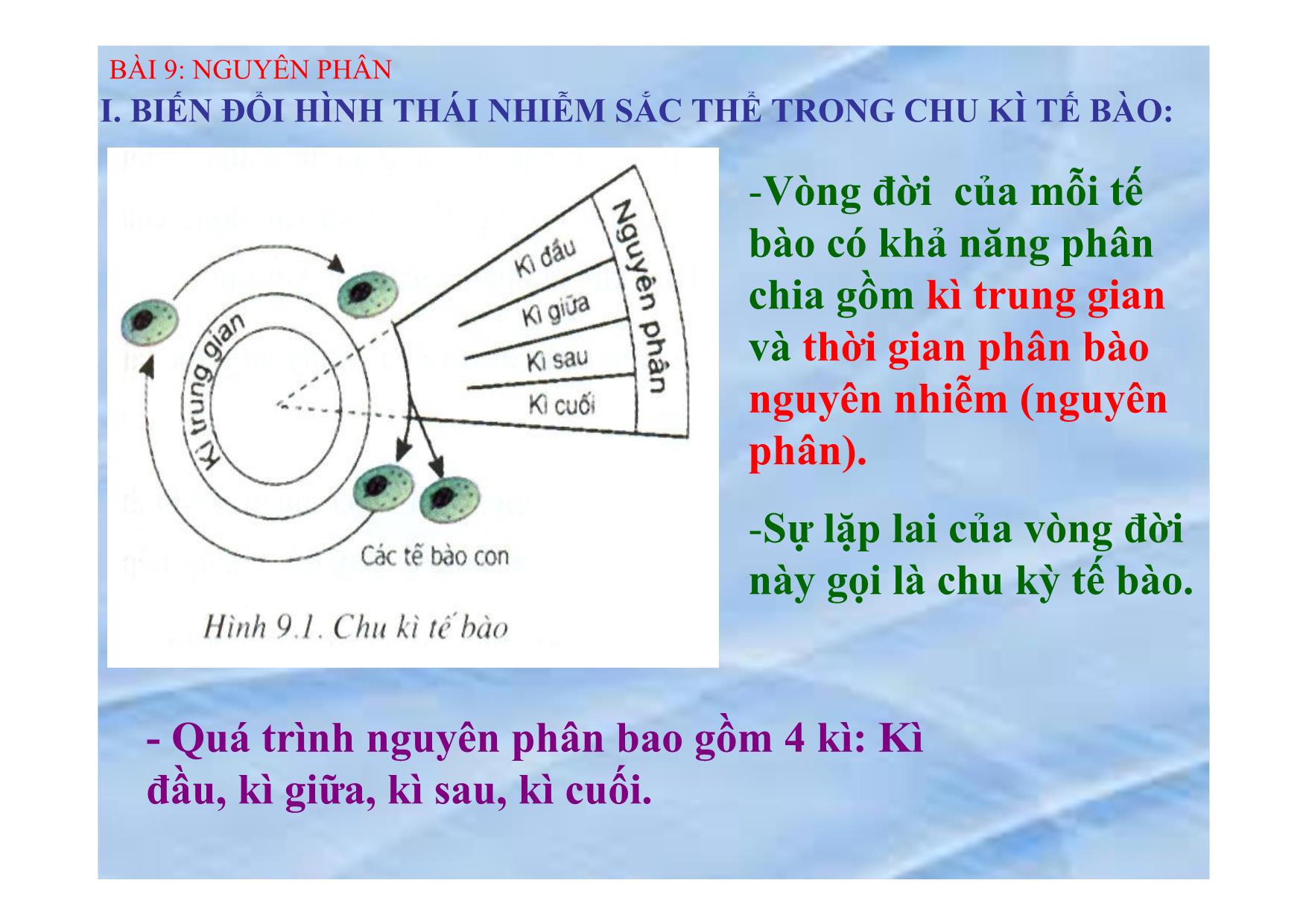 Bài giảng Sinh học Lớp 9 - Bài 9: Nguyên phân trang 3