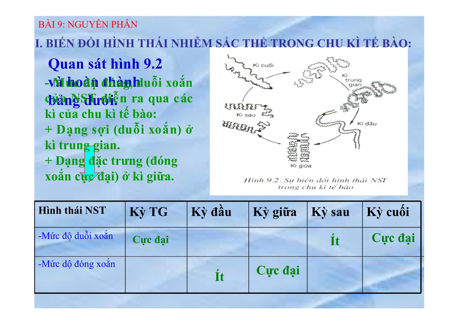 Bài giảng Sinh học Lớp 9 - Bài 9: Nguyên phân trang 4