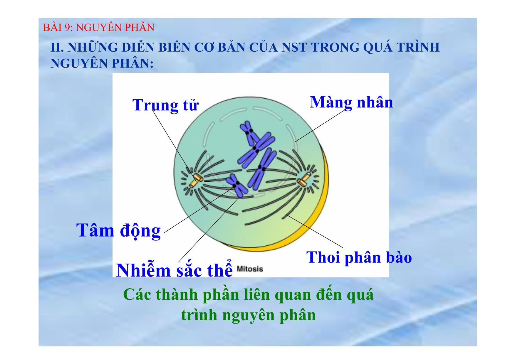 Bài giảng Sinh học Lớp 9 - Bài 9: Nguyên phân trang 5