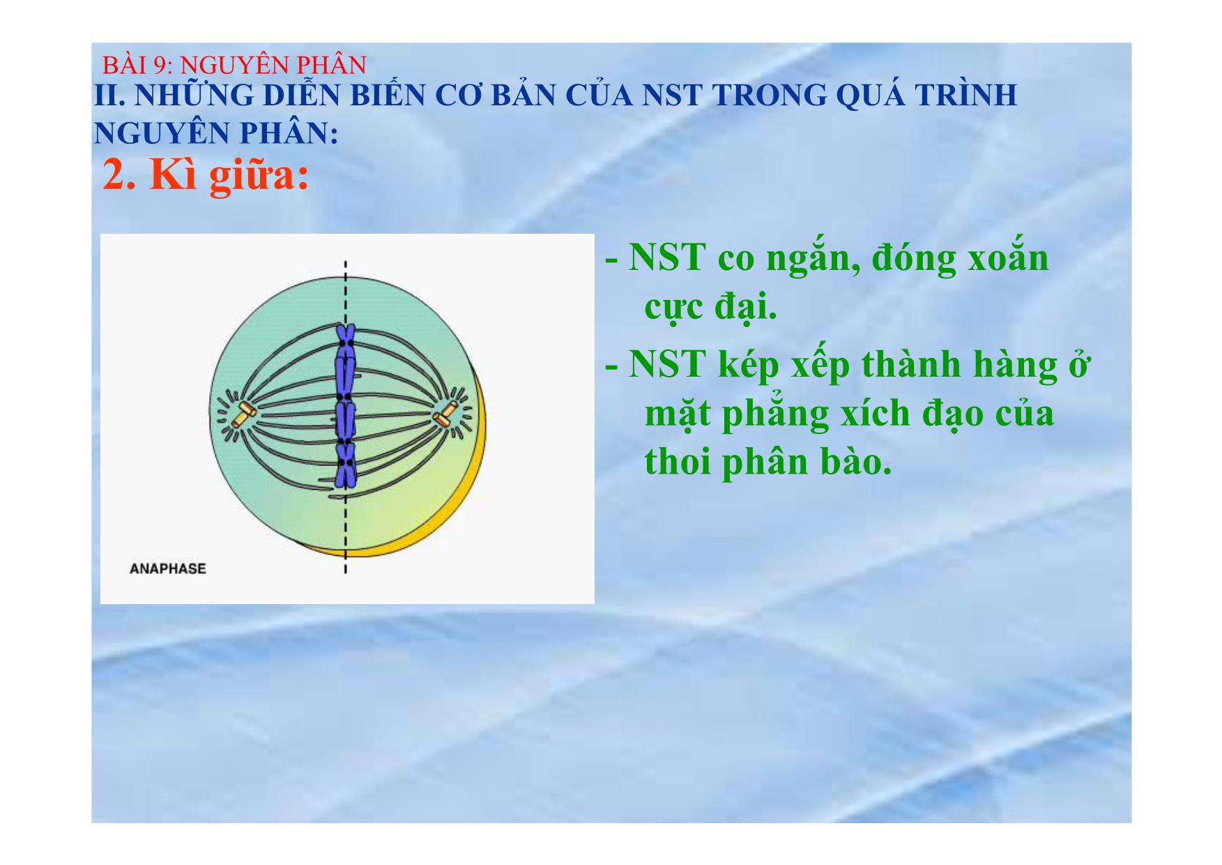 Bài giảng Sinh học Lớp 9 - Bài 9: Nguyên phân trang 8