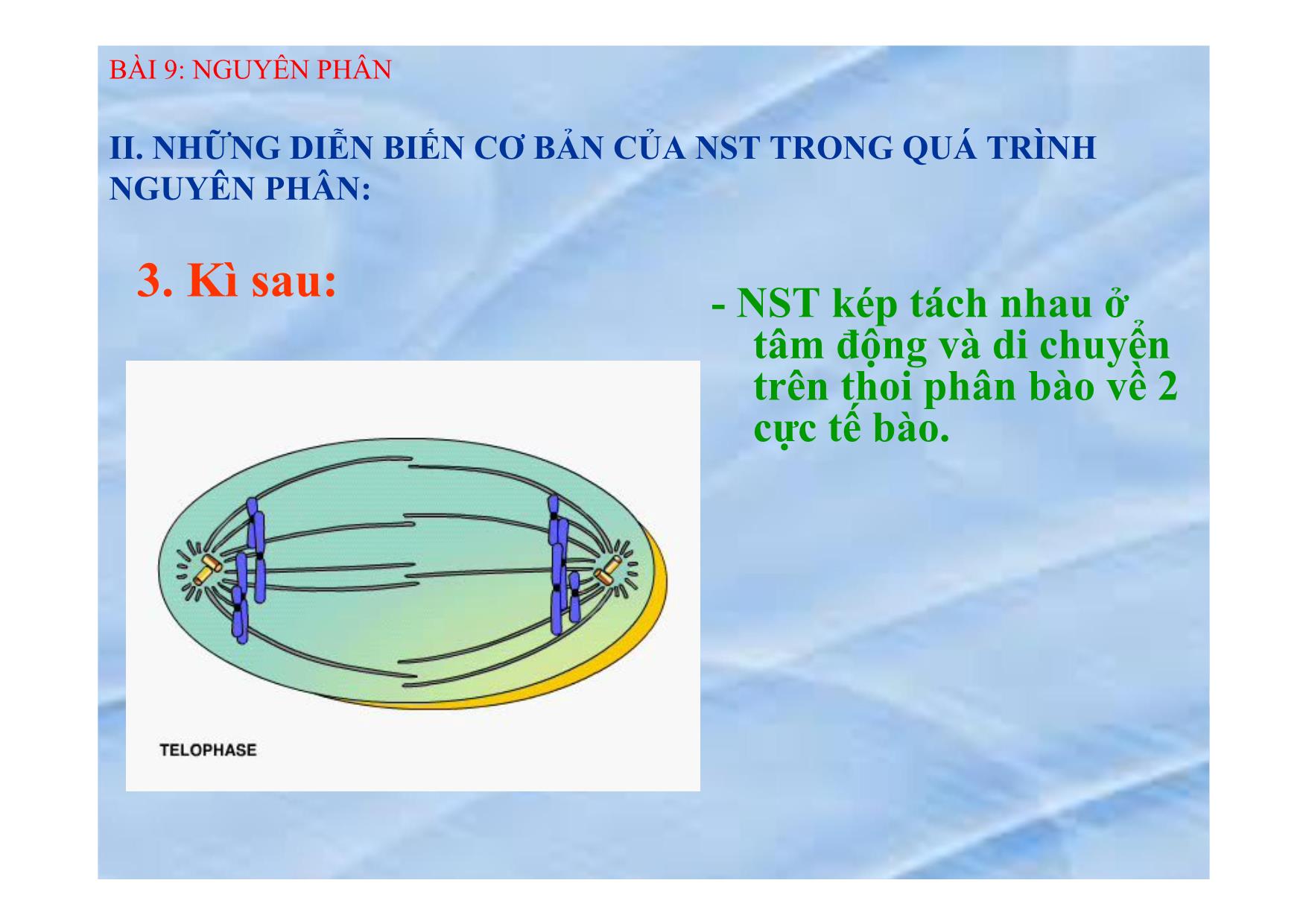 Bài giảng Sinh học Lớp 9 - Bài 9: Nguyên phân trang 9