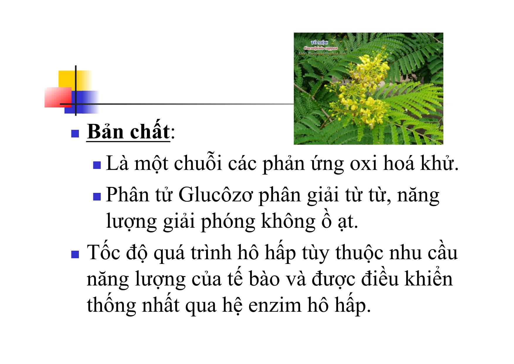 Bài giảng Sinh học Lớp 10 - Bài 16: Hô hấp tế bào trang 4