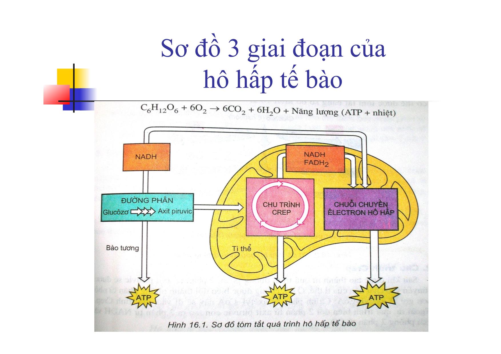 Bài giảng Sinh học Lớp 10 - Bài 16: Hô hấp tế bào trang 5