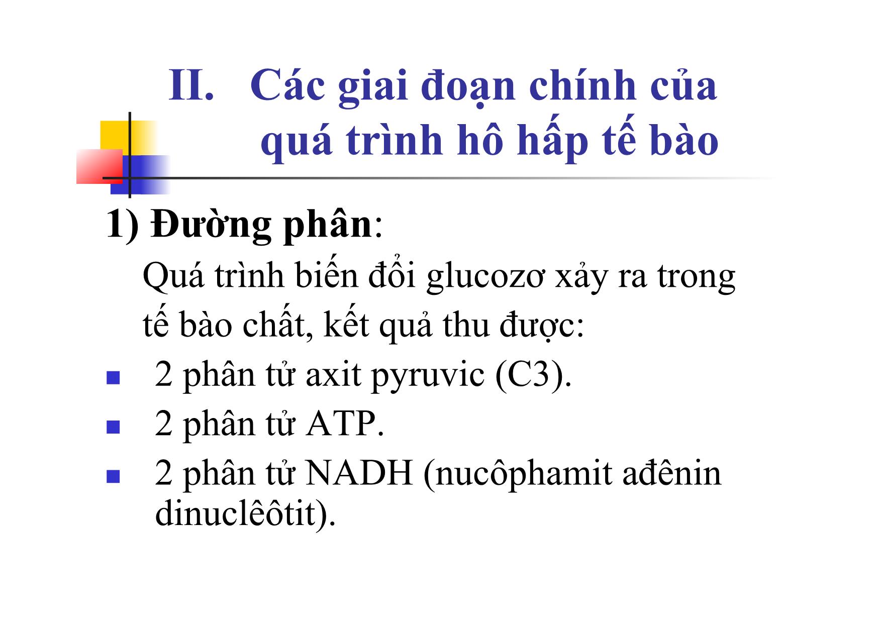 Bài giảng Sinh học Lớp 10 - Bài 16: Hô hấp tế bào trang 6