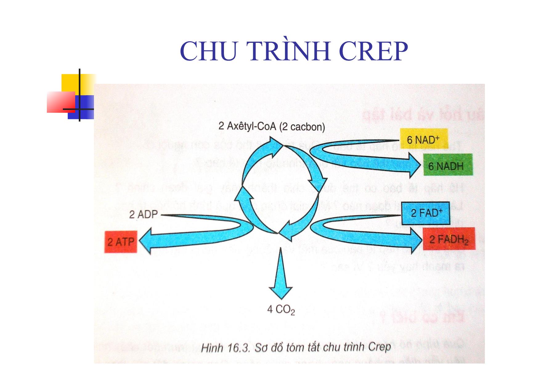 Bài giảng Sinh học Lớp 10 - Bài 16: Hô hấp tế bào trang 9