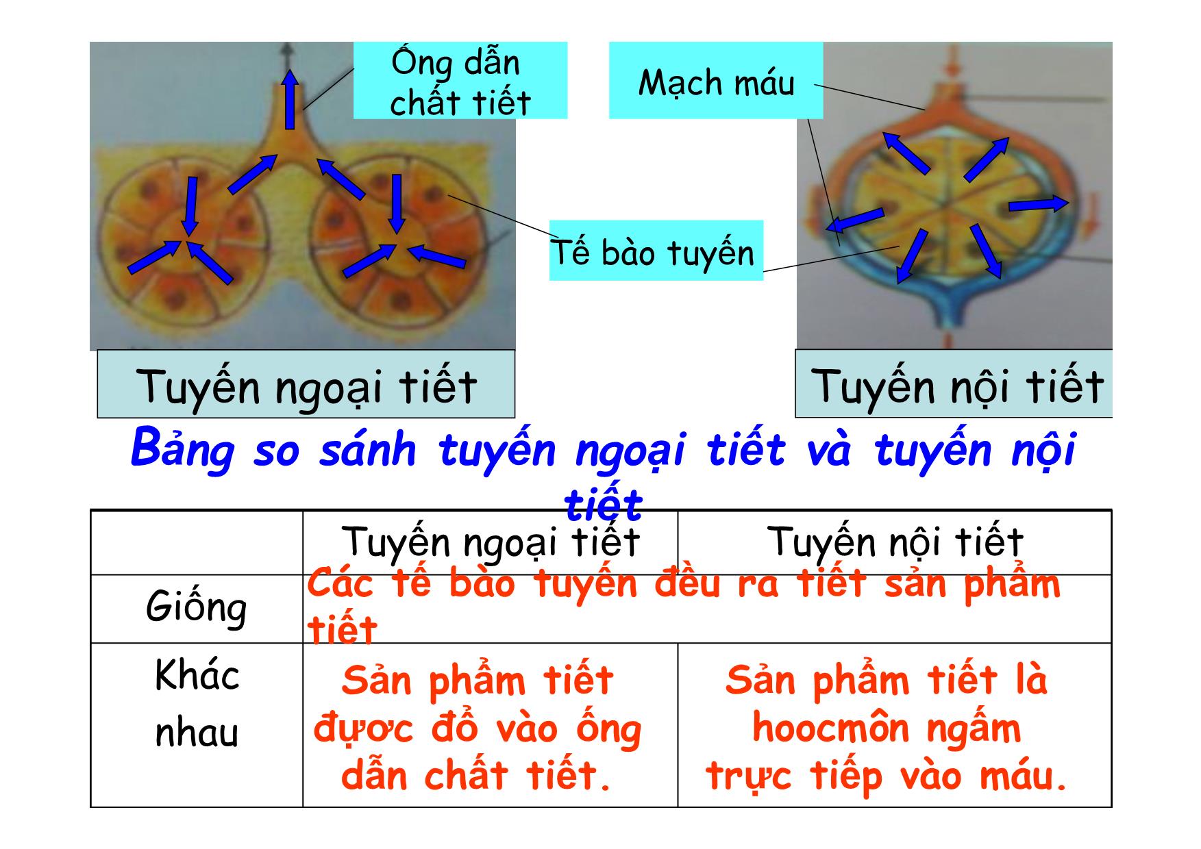 Bài giảng Sinh học Lớp 8 - Bài 55: Giới thiệu chung hệ nội tiết trang 5