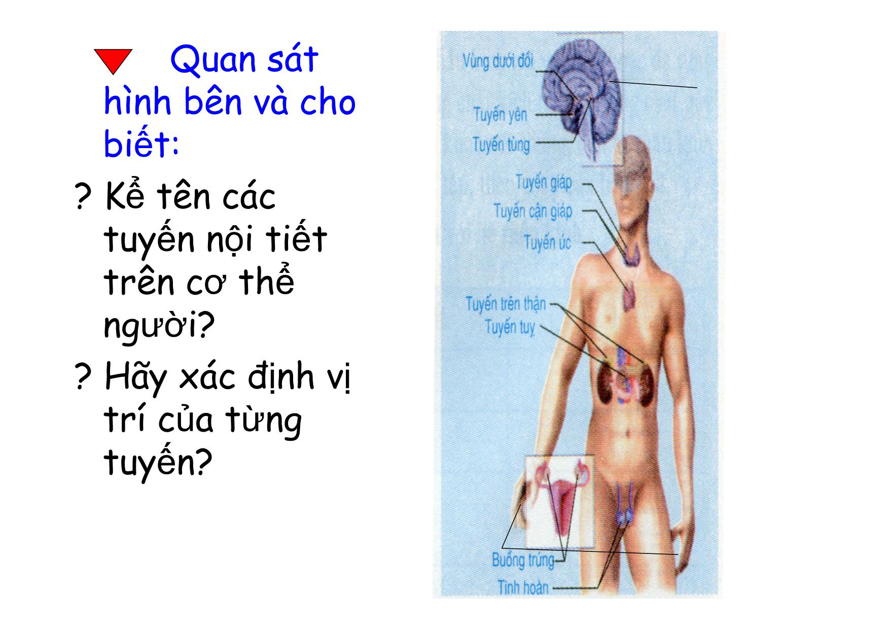 Bài giảng Sinh học Lớp 8 - Bài 55: Giới thiệu chung hệ nội tiết trang 6