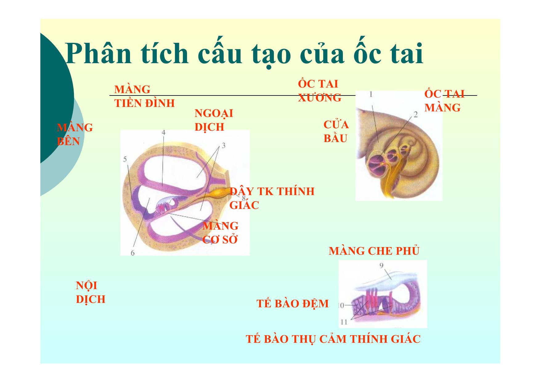 Bài giảng Sinh học Lớp 8 - Bài 51: Cơ quan phân tích thính giác trang 10