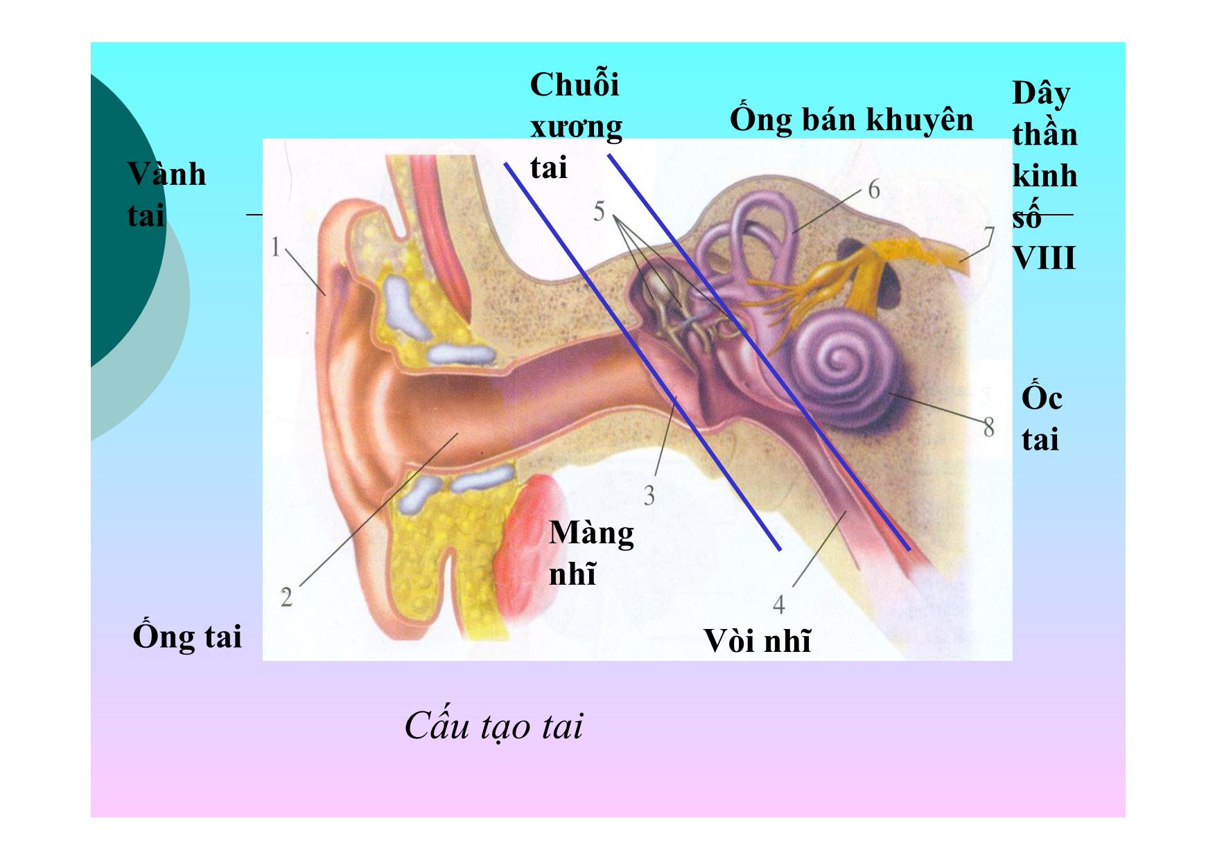 Bài giảng Sinh học Lớp 8 - Bài 51: Cơ quan phân tích thính giác trang 6