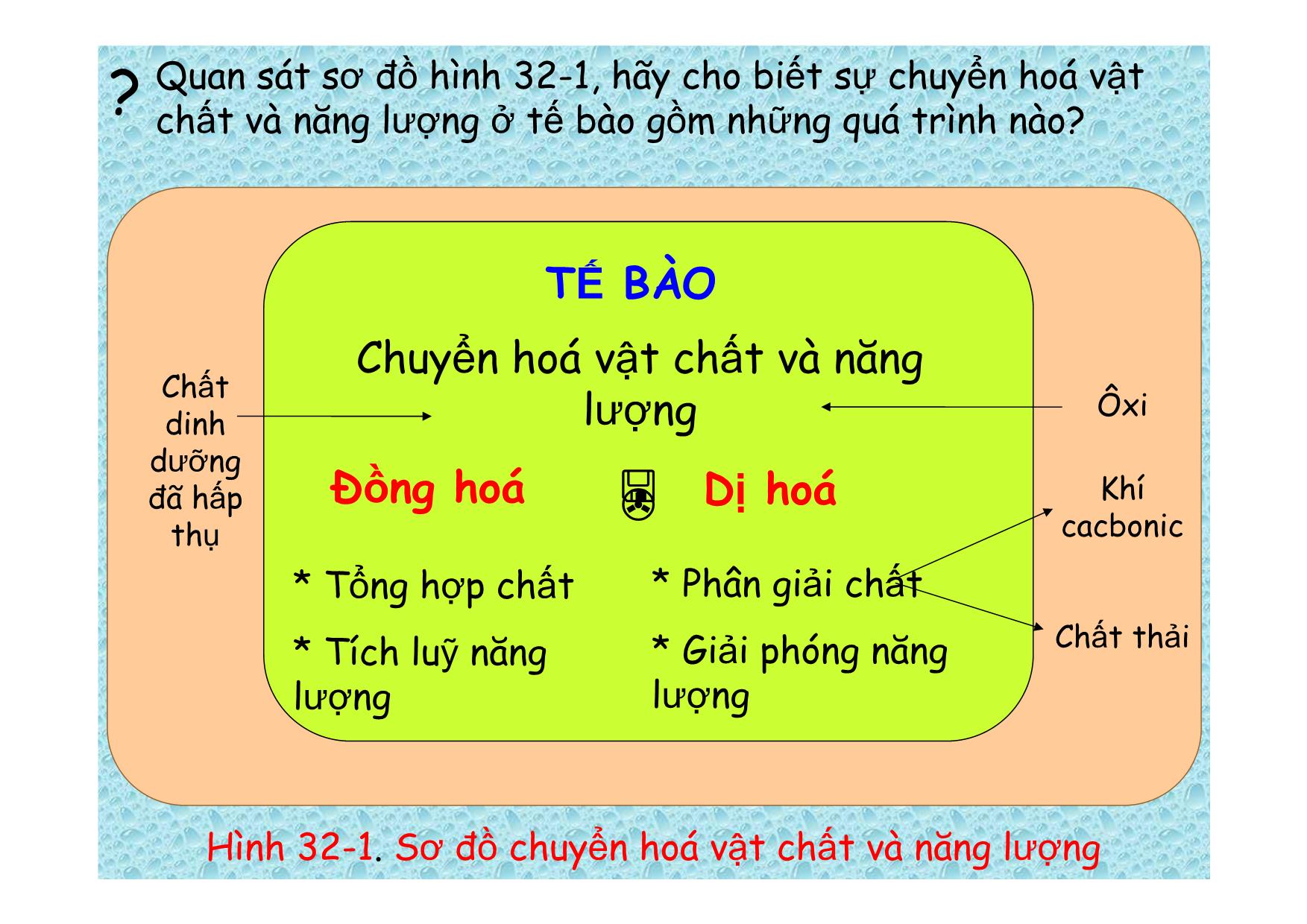 Bài giảng Sinh học Lớp 8 - Bài 32: Chuyển hoá trang 4