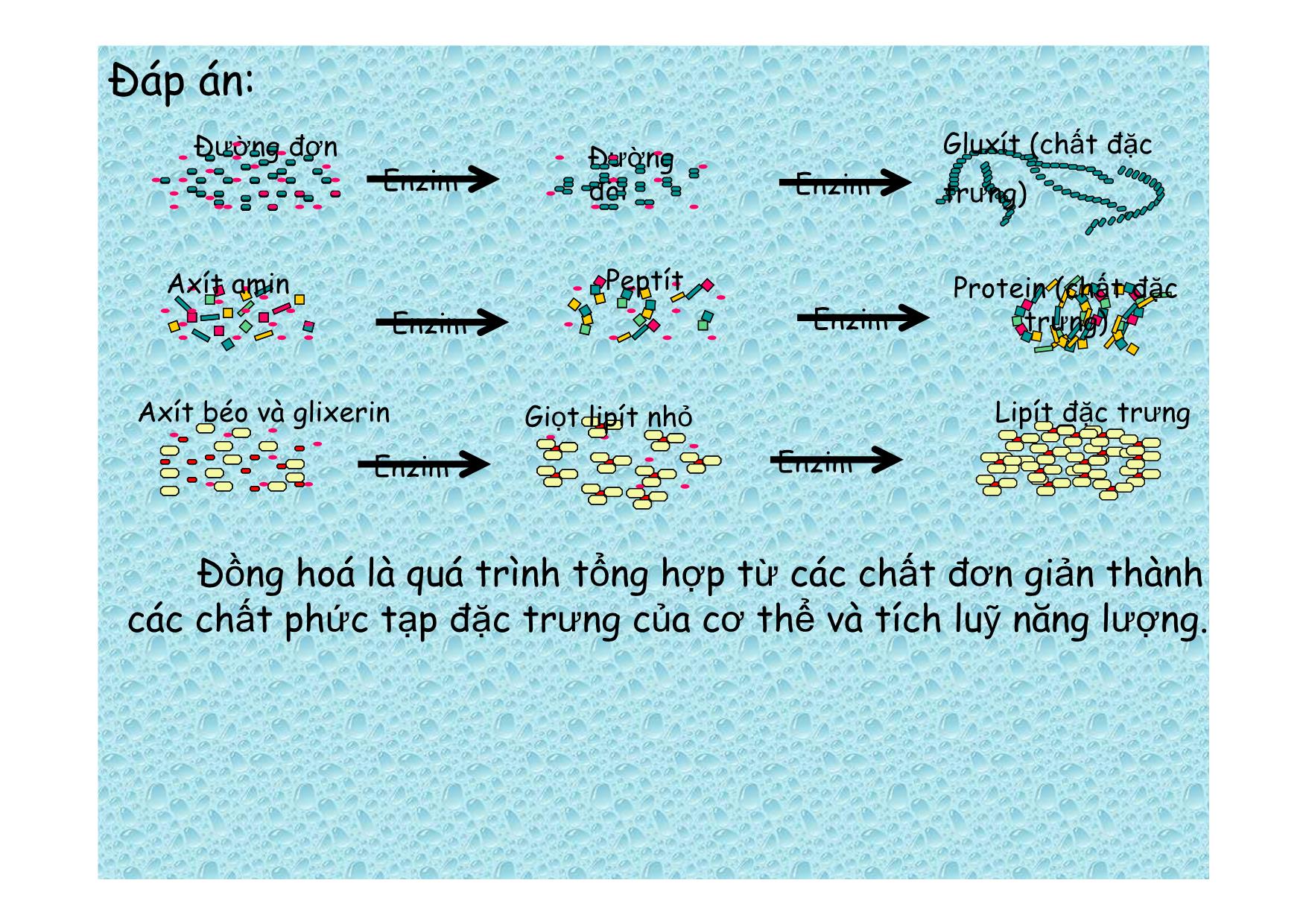 Bài giảng Sinh học Lớp 8 - Bài 32: Chuyển hoá trang 8