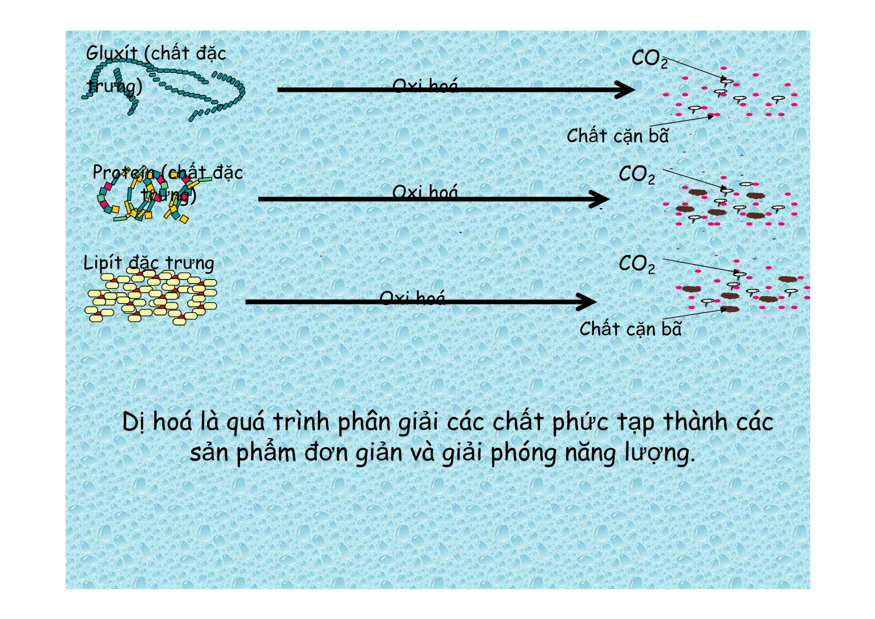 Bài giảng Sinh học Lớp 8 - Bài 32: Chuyển hoá trang 9