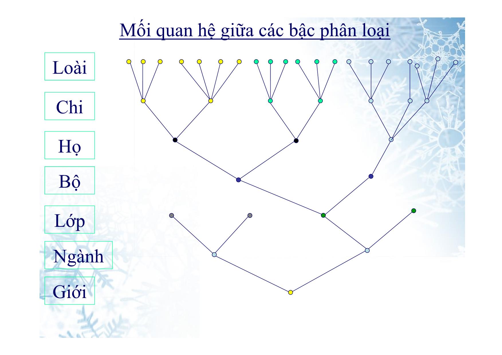 Bài giảng Sinh học Lớp 10 - Bài 2: Các giới sinh vật trang 6