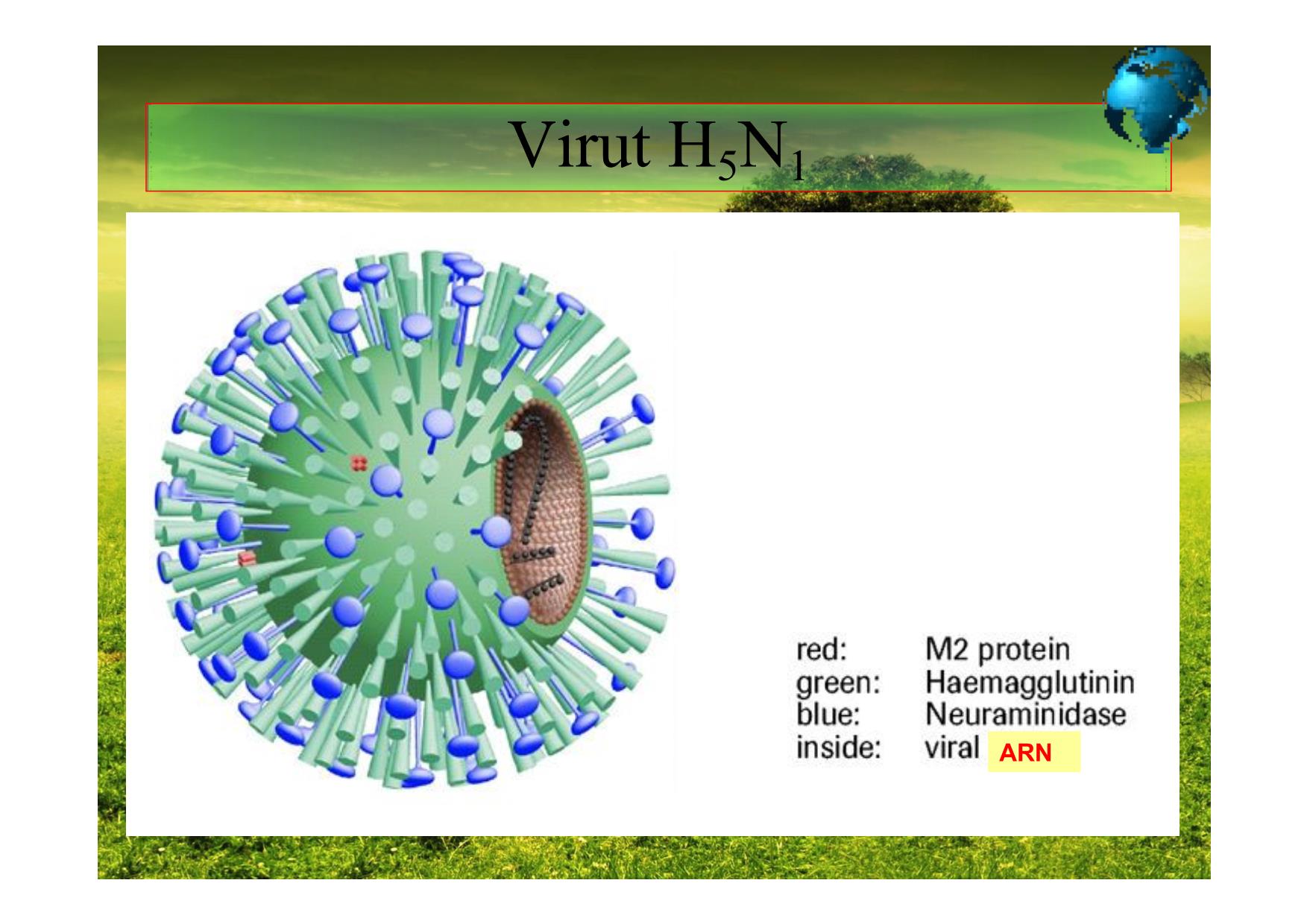 Bài giảng Sinh học Lớp 10 - Bài 29: Cấu trúc các loại virut trang 10