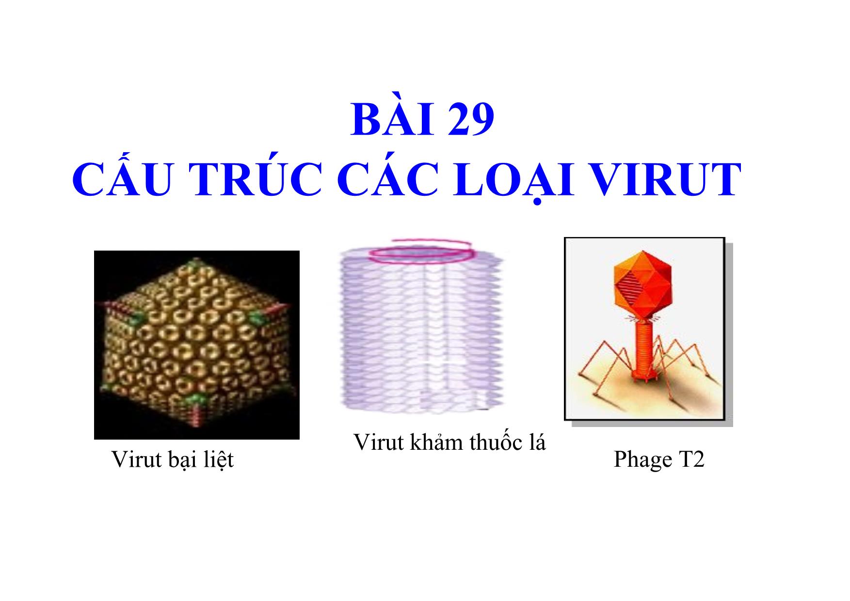 Bài giảng Sinh học Lớp 10 - Bài 29: Cấu trúc các loại virut trang 2