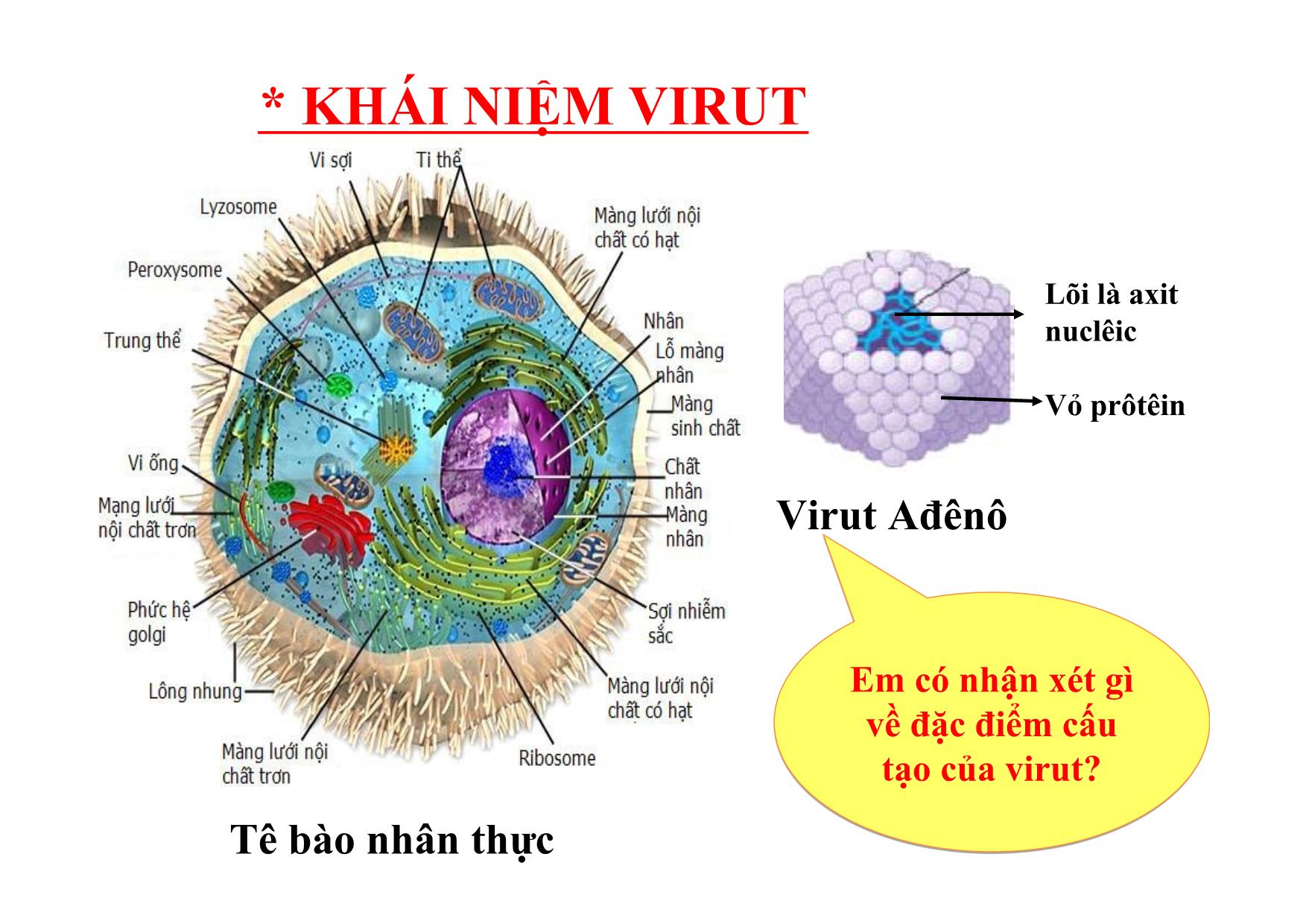 Bài giảng Sinh học Lớp 10 - Bài 29: Cấu trúc các loại virut trang 5