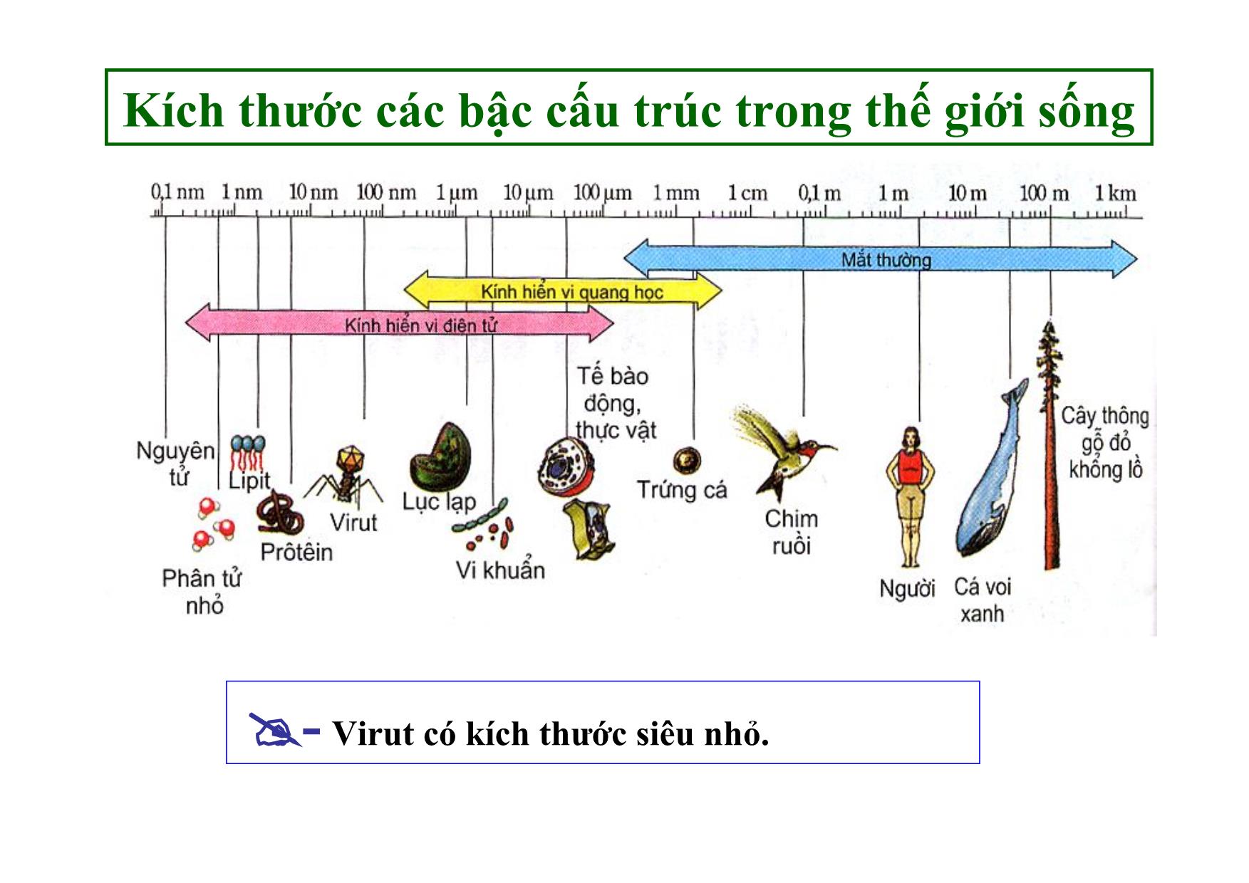 Bài giảng Sinh học Lớp 10 - Bài 29: Cấu trúc các loại virut trang 6