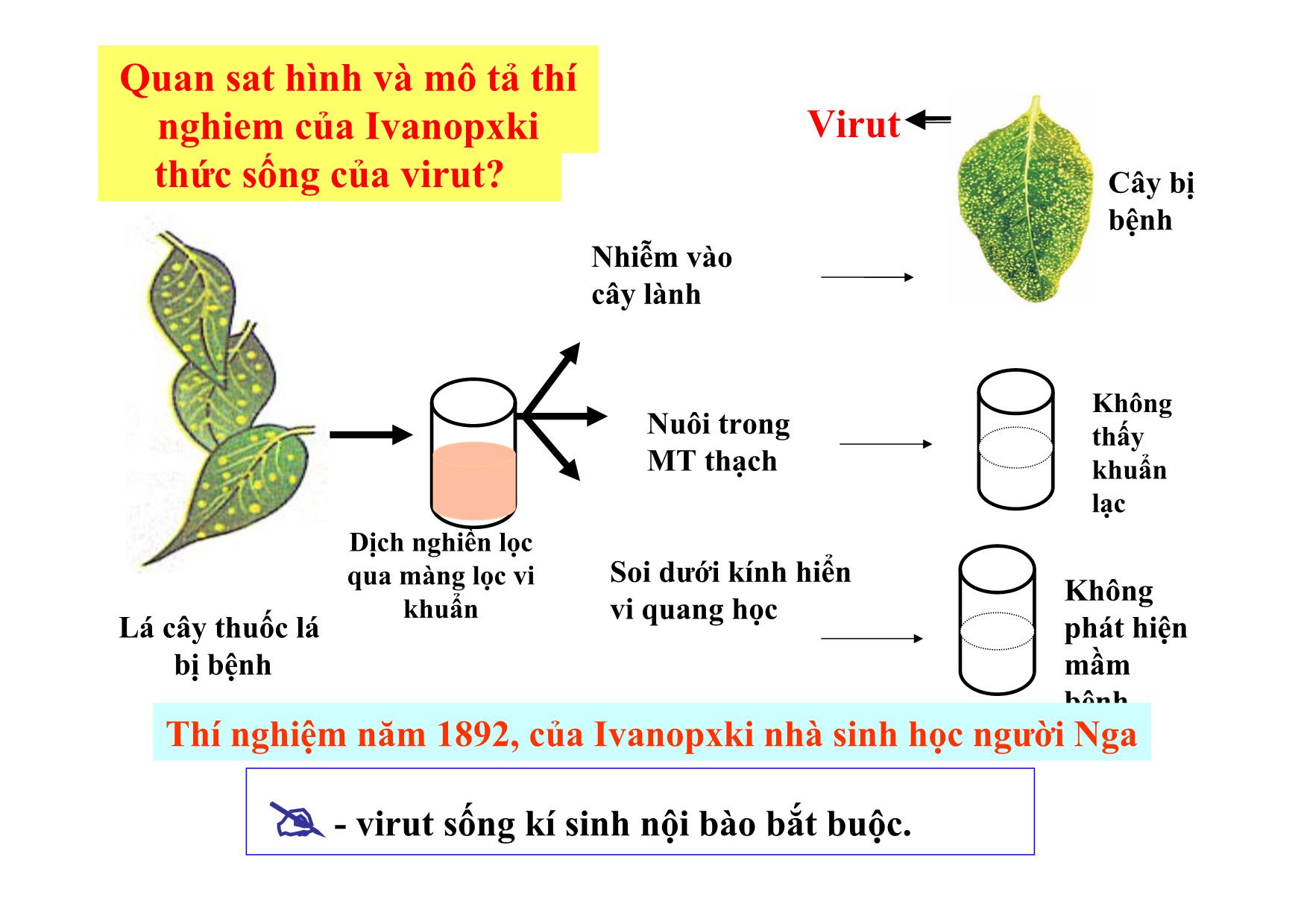 Bài giảng Sinh học Lớp 10 - Bài 29: Cấu trúc các loại virut trang 7