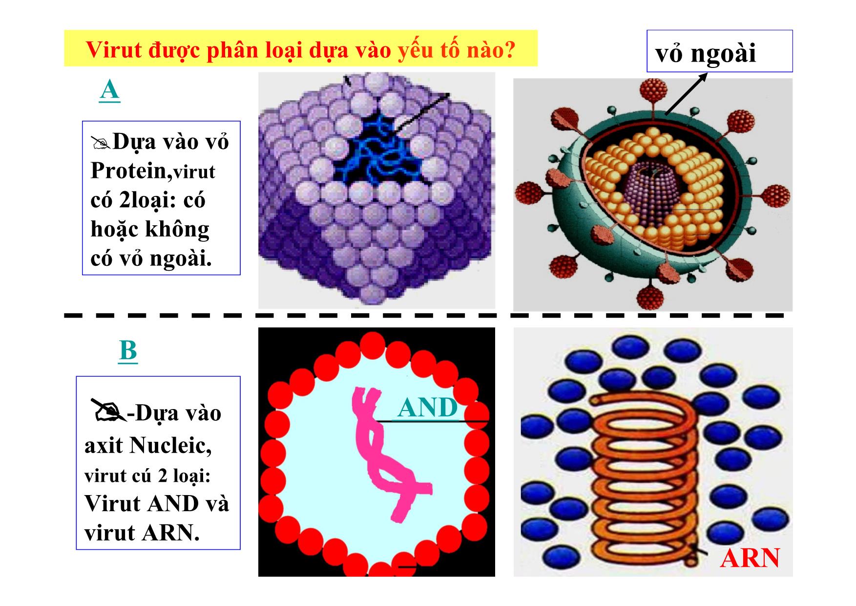 Bài giảng Sinh học Lớp 10 - Bài 29: Cấu trúc các loại virut trang 8