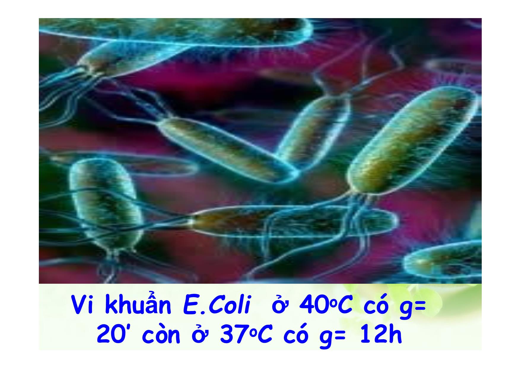 Bài giảng Sinh học Lớp 10 - Bài 25: Sinh trưởng của vi sinh vật trang 7