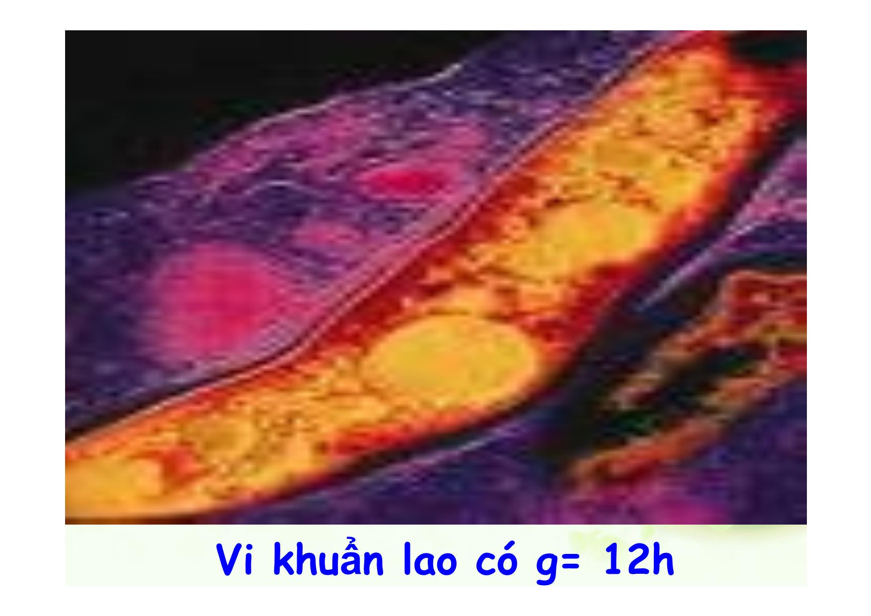 Bài giảng Sinh học Lớp 10 - Bài 25: Sinh trưởng của vi sinh vật trang 8