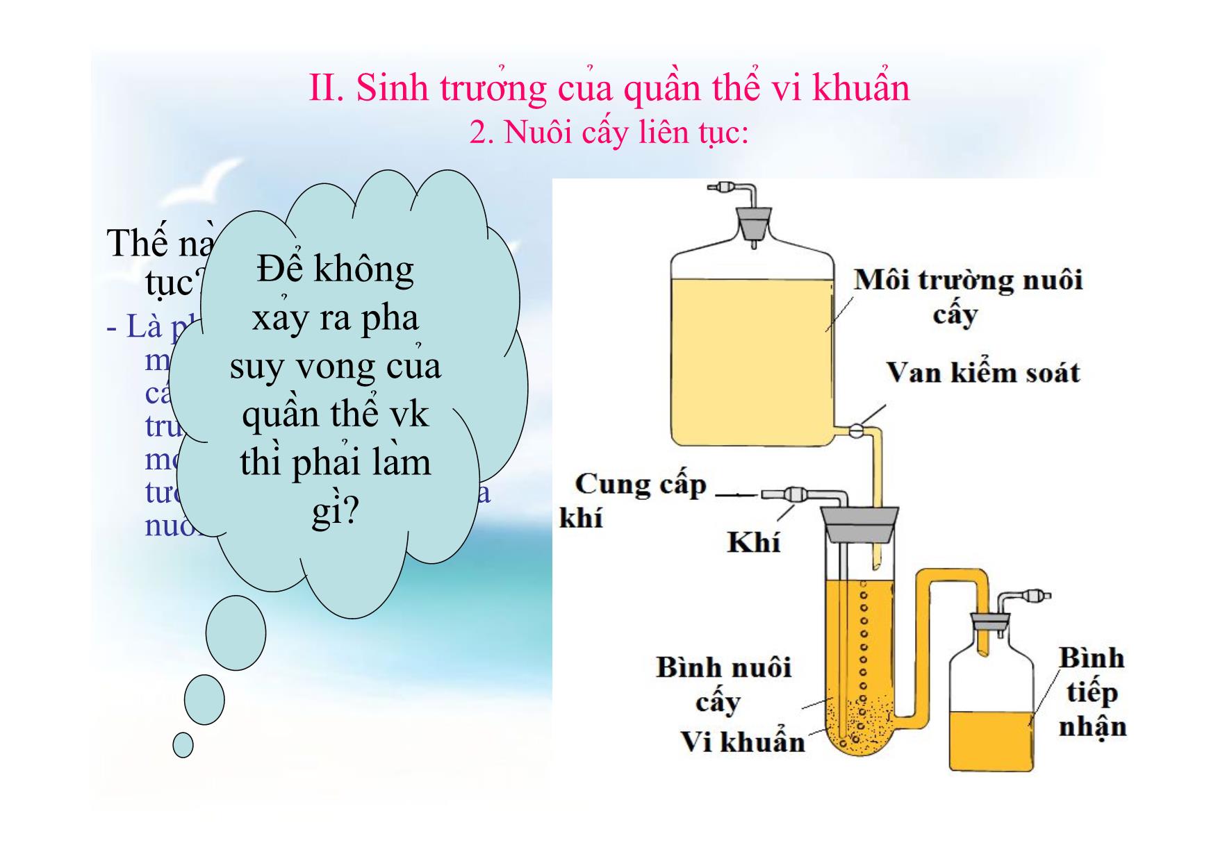 Bài giảng Sinh học Lớp 10 - Tiết 25, Bài 25: Sinh trưởng và sinh sản của vi sinh vật trang 10