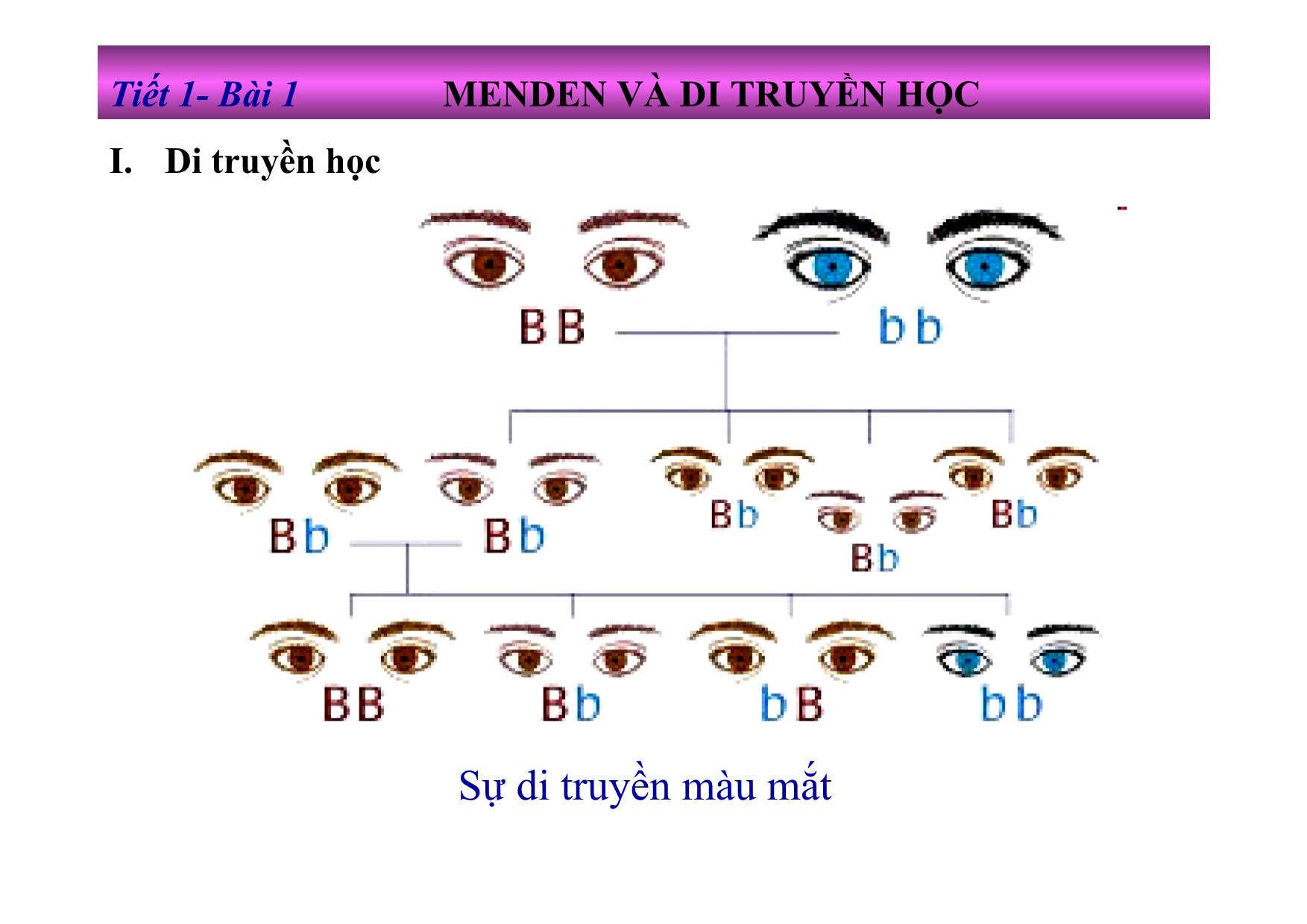 Bài giảng Sinh học Lớp 9 - Tiết 1, Bài 1: Menden và di truyền học trang 3