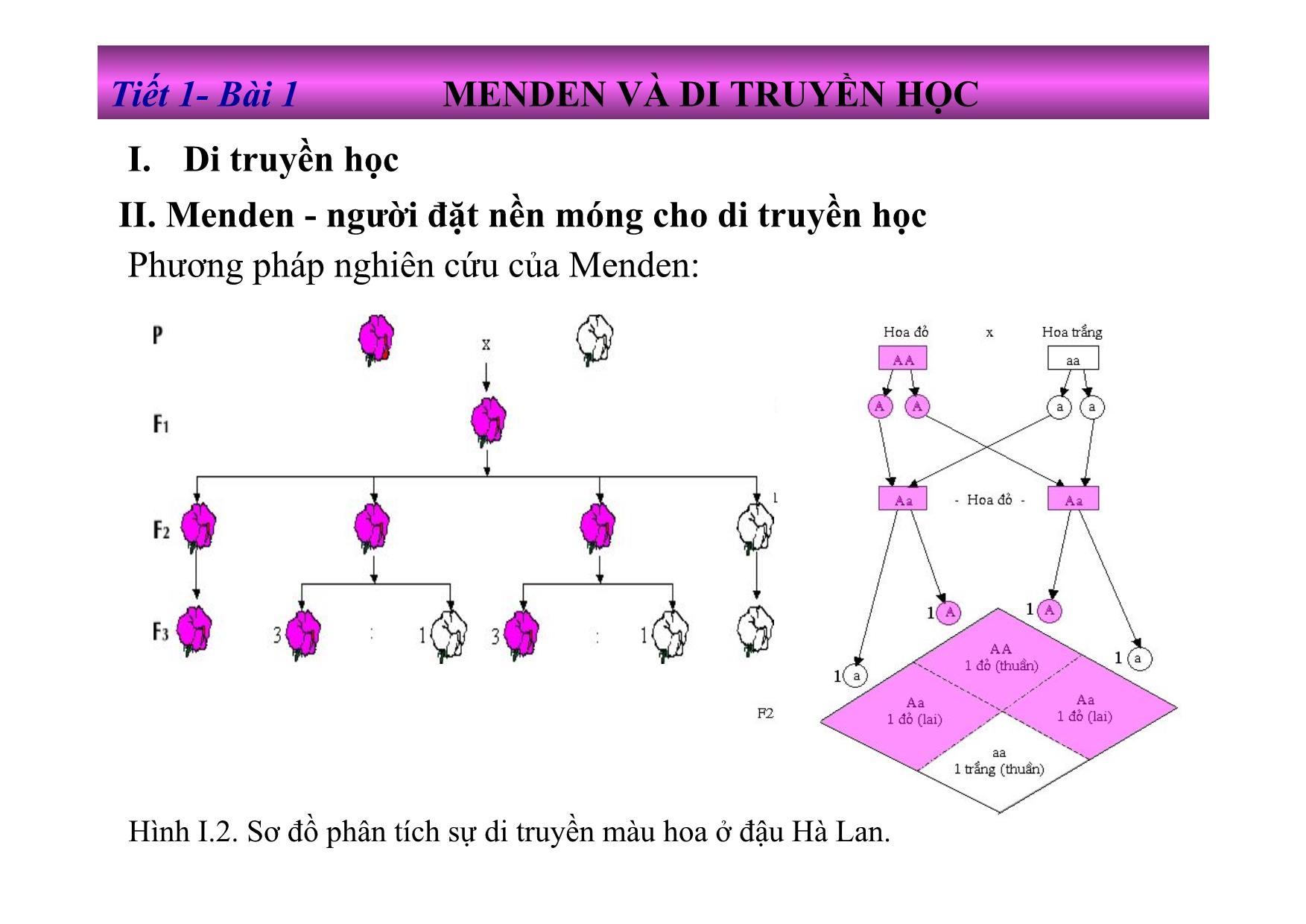 Bài giảng Sinh học Lớp 9 - Tiết 1, Bài 1: Menden và di truyền học trang 8