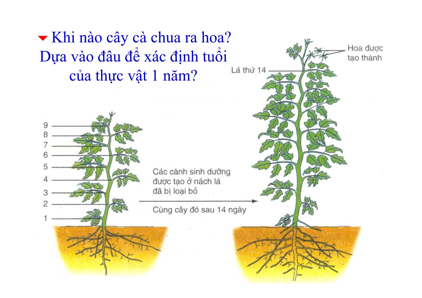 Bài giảng Sinh học Lớp 11 - Bài 36: Phát triển ở thực vật có hoa - Bùi Sỹ Kiên trang 9